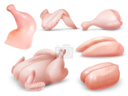 Ilustración de Carne de pollo cruda realista conjunto con pechugas en canal ala pierna cuarto aislado vector ilustración - Imagen libre de derechos