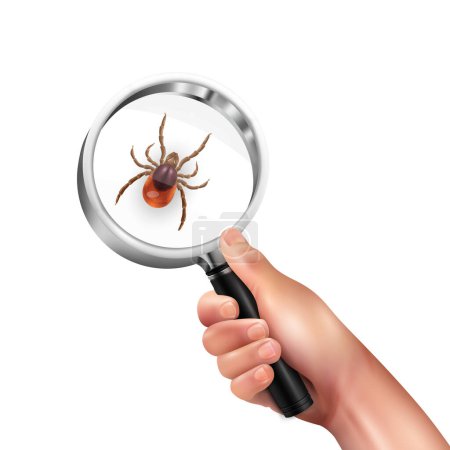 Illustration for Realistic spider mite lens composition magnifying glass in a mans hand with mite vector illustration - Royalty Free Image