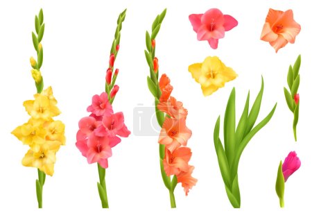 Conjunto realista de flores de gladiolo amarillo y naranja con hojas ilustración vectorial aislada