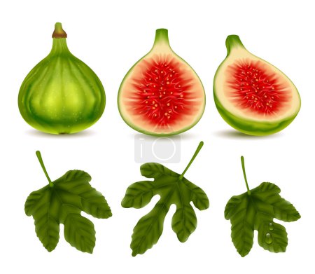 Illustration for Green fig realistic set of fresh whole and half ripe fruits and leaves isolated on white background vector illustration - Royalty Free Image