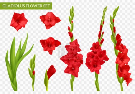 Ilustración de Gladiolo rojo realista conjunto con flores y hojas aisladas en la ilustración vector de fondo transparente - Imagen libre de derechos