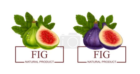 Illustration for Fig natural product two labels with green and purple realistic fresh fruits isolated vector illustration - Royalty Free Image