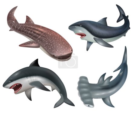 Ilustración de Iconos realistas de peces tiburón establecidos sobre fondo blanco ilustración vectorial aislado - Imagen libre de derechos