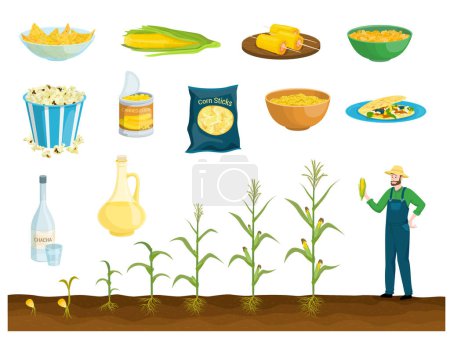 Corn products flat set with isolated images of meals and products with growing stages of plant vector illustration