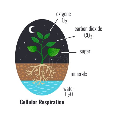 Téléchargez les illustrations : Processus biologique photosynthèse composition avec conversion de l'énergie lumineuse cycle calvin plantes respiration cellulaire vecteur illustration - en licence libre de droit