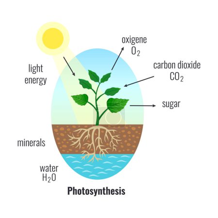 Illustration for Biological process photosynthesis composition with light energy conversion calvin cycle plants cellular respiration vector illustration - Royalty Free Image