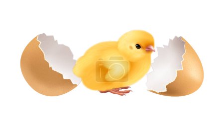 Téléchargez les illustrations : Composition des étapes du cycle de vie du poulet avec image réaliste isolée sur fond blanc illustration vectorielle - en licence libre de droit