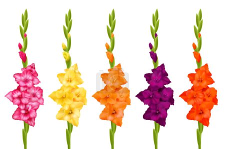 Illustration for Beautiful gladiolus flowers of different colors realistic set isolated on white background vector illustration - Royalty Free Image