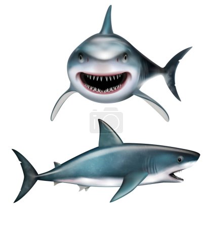 Téléchargez les illustrations : Requin réaliste avec vue frontale et latérale à bouche ouverte illustration vectorielle isolée - en licence libre de droit