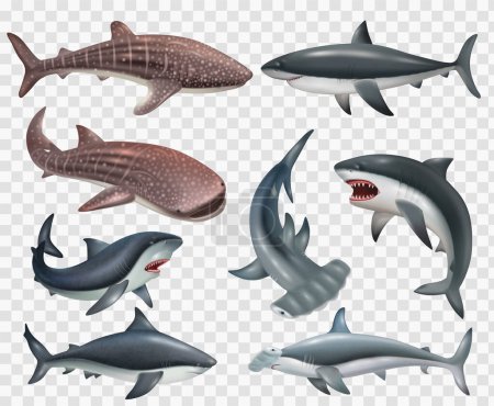 Ilustración de Conjunto realista de iconos de peces tiburón sobre fondo transparente ilustración vectorial aislada - Imagen libre de derechos