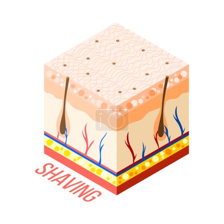 Illustration for Hair removal isometric composition with 3d diagram of human skin with layers veins and hair roots vector illustration - Royalty Free Image