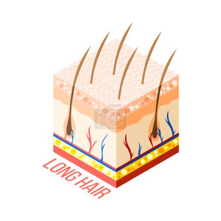 Illustration for Hair removal isometric composition with 3d diagram of human skin with layers veins and hair roots vector illustration - Royalty Free Image