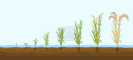Reisprodukte flache Zusammensetzung mit einer Reihe von Bildern, die das Pflanzenwachstum vom Spross bis zum hohen Buschvektor zeigen