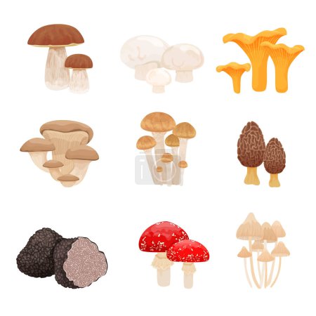 Téléchargez les illustrations : Set avec des images isolées plates avec différents types de champignons combinés en groupes sur fond blanc illustration vectorielle - en licence libre de droit