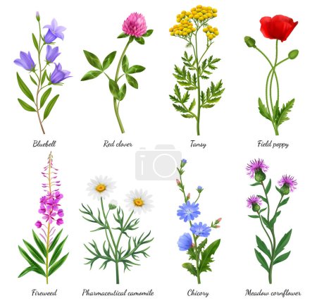 Iconos realistas de flores silvestres con flores de amapola y manzanilla ilustración vectorial aislado