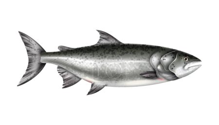 Illustration for Realistic salmon fish on white background vector illustration - Royalty Free Image