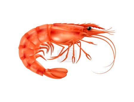 Realistic prawn on white background vector illustration