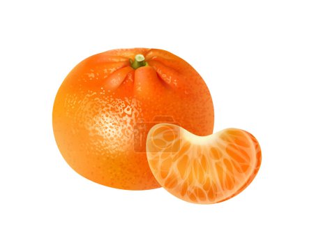 Realistic fresh whole tangerine with segment vector illustration