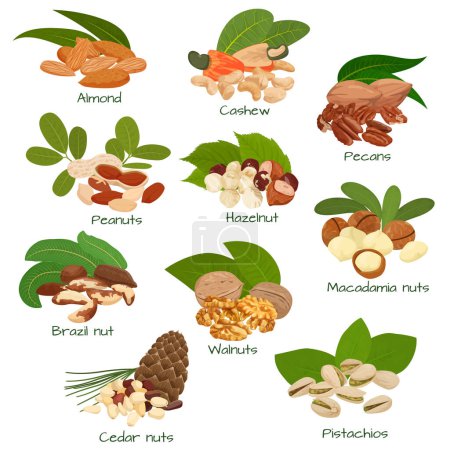 Ilustración de Nuts and seeds flat set with isolated bunches of cashew walnuts hazelnuts peanuts pecans and pistachios vector illustration - Imagen libre de derechos