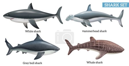 Téléchargez les illustrations : Realistic dangerous shark species icons set isolated vector illustration - en licence libre de droit