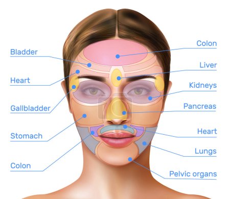 Ilustración de Face mapping reflexology realistic infographics with massage zones marked on female face and names of internal organs vector illustration - Imagen libre de derechos
