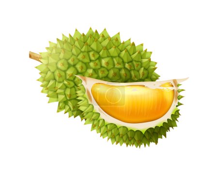 Illustration for Realistic whole and cut durian on white background vector illustration - Royalty Free Image