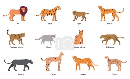 Téléchargez les illustrations : Wild cats flat set with isolated icons of cat family doodle characters with editable text captions vector illustration - en licence libre de droit