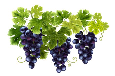 Illustration for Realistic grape composition with isolated view of hanging bunches of dark blue vine with green leaves vector illustration - Royalty Free Image