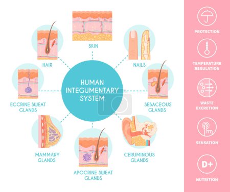 Illustration for Human integumentary system scheme depicting skin layers nails hair sebaceous sweat and mammary glands flat vector illustration - Royalty Free Image
