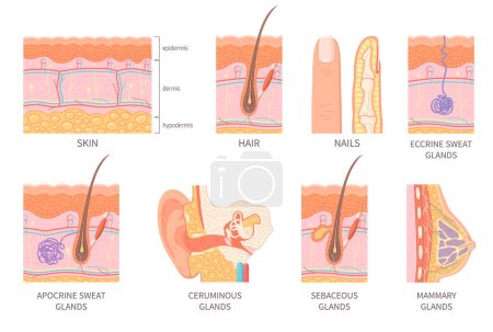 Ilustración de Estructura de la capa de epidermis humana sección transversal con folículo piloso vasos sanguíneos e iconos de glándulas aisladas ilustración vectorial plana - Imagen libre de derechos