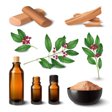 Illustration for Sandalwood realistic set of plant twigs wooden material essential oil vials perfume powder fragrant sticks and chips isolated vector illustration - Royalty Free Image