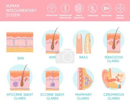Téléchargez les illustrations : Human integumentary system infographics depicting cross section of human skin with hair follicle blood vessels and glands flat vector illustration - en licence libre de droit