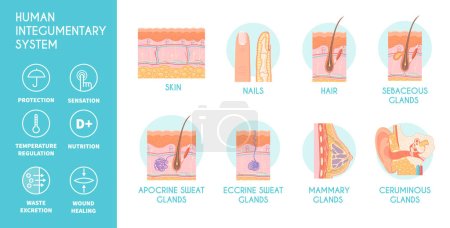 Human integumentary system infographics icons depicting epidermis surface layer structure and glands flat vector illustration