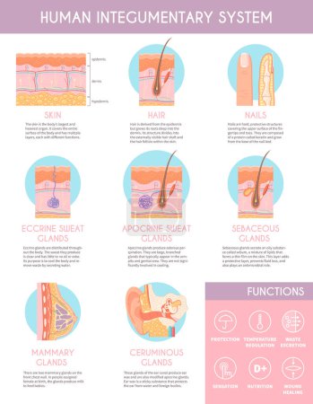 Ilustración de Sistema integumentario humano infografías póster que ilustra la anatomía de la piel pelo glándulas sebáceas glándulas sudoríparas apocrinas vector plano ilustración - Imagen libre de derechos