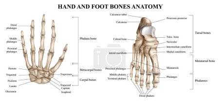 Illustration for Human hand and foot anatomy realistic infographics on white background vector illustration - Royalty Free Image