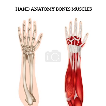 Illustration for Hand anatomy realistic set with view of bones and muscles isolated on white background vector illustration - Royalty Free Image