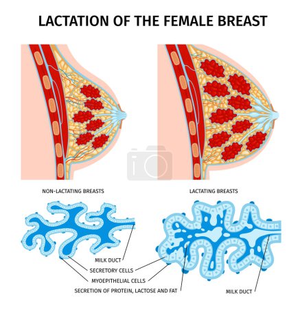 Ilustración de Anatomía mamaria femenina composición de la lactancia con vistas aisladas del perfil de los senos y manchas de células del conducto lácteo ilustración vectorial - Imagen libre de derechos
