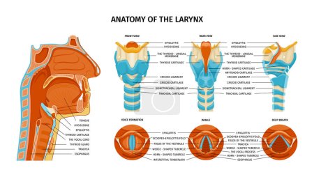 Illustration for Larynx anatomy composition with anatomic views from various sides with colored parts and editable text captions vector illustration - Royalty Free Image