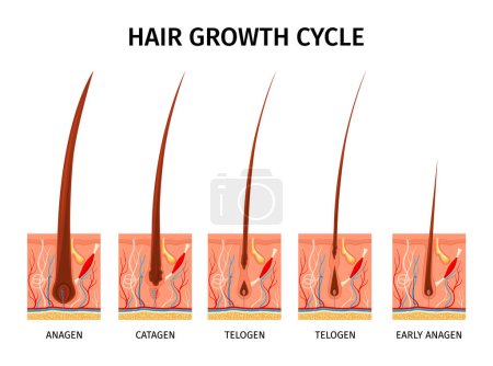 Realistic hair structure composition with isolated images representing growth cycle with capillary tubes and text captions vector illustration