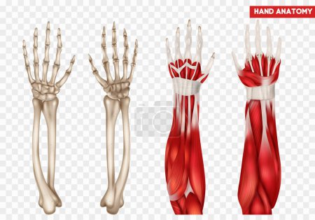 Illustration for Human hand and forearm anatomy realistic set with bones and muscles isolated vector illustration - Royalty Free Image