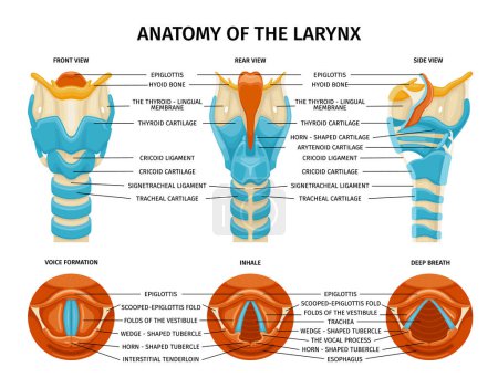 Illustration for Larynx anatomy composition with set of isolated educational images with different side views of throat insides vector illustration - Royalty Free Image