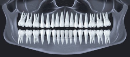 Téléchargez les illustrations : Dents humaines concept d'anatomie dentaire avec illustration vectorielle réaliste de cliché à rayons X de mâchoire - en licence libre de droit