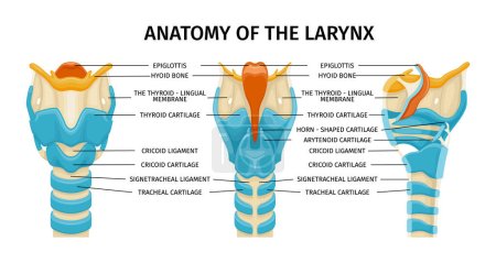 Illustration for Larynx anatomy composition with three isolated profile views of trachea with text captions and colored images vector illustration - Royalty Free Image