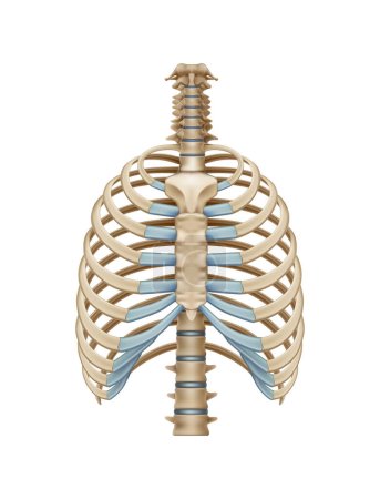 Ilustración de Huesos realistas del pecho humano sobre fondo blanco vector ilustración - Imagen libre de derechos