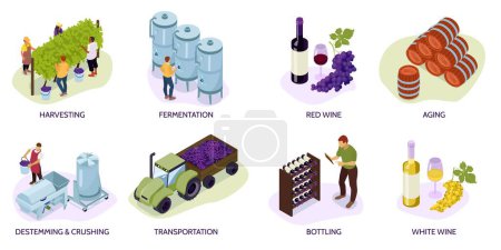 Téléchargez les illustrations : Composition de vignoble isométrique avec récolte fermentation vin rouge et blanc vieillissement égrappage et broyage transport embouteillage vectoriel illustration - en licence libre de droit