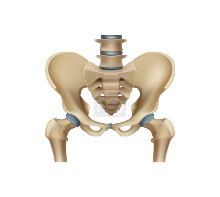 Illustration for Realistic human skeleton pelvis bones vector illustration - Royalty Free Image