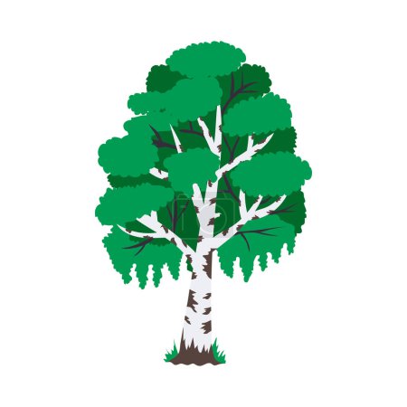 Flat green birch tree on white background vector illustration