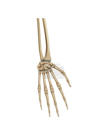 Illustration for Realistic human hand bones vector illustration - Royalty Free Image