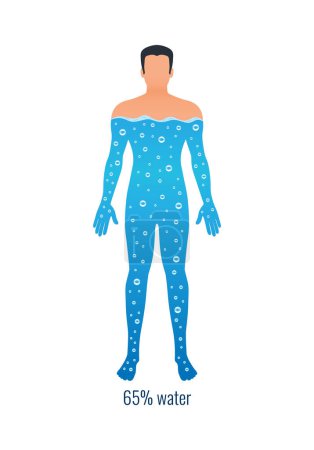Ilustración de Cantidad de agua en el cuerpo humano con porcentaje de ilustración vectorial plana - Imagen libre de derechos