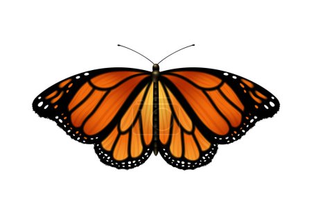 Téléchargez les illustrations : Papillon monarque réaliste avec des ailes ouvertes illustration vectorielle - en licence libre de droit